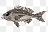 Fish png clipart illustration, transparent background. Free public domain CC0 image.