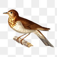Bird png clipart illustration, transparent background. Free public domain CC0 image.