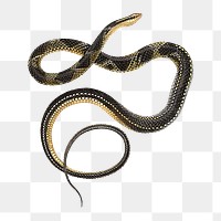 Snake png clipart illustration, transparent background. Free public domain CC0 image.