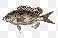 Fish png clipart illustration, transparent background. Free public domain CC0 image.