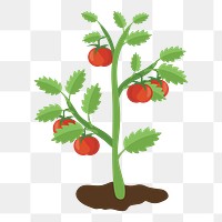 Tomato tree png clipart illustration, transparent background. Free public domain CC0 image.