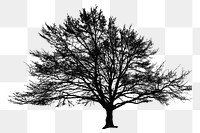 PNG Wide Winter Tree Silhouette, clipart, transparent background