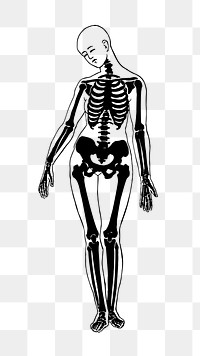 PNG Skeletal structure woman, clipart, transparent background