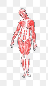 PNG Female Musculature Line Art, clipart, transparent background