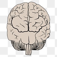 PNG Brain posterior view, clipart, transparent background