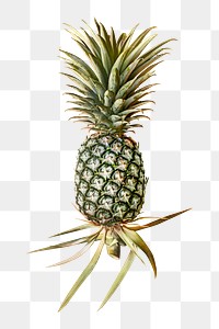 PNG pineapple, collage element, transparent background