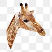 PNG Closeup of giraffe, collage element, transparent background