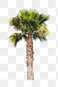 PNG palm tree, collage element, transparent background