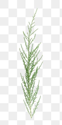 PNG Spruce branch, collage element, transparent background