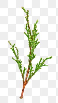 PNG Spruce branch, collage element, transparent background