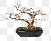 Bonsai png collage element, transparent background