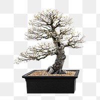 PNG Bonsai Japanese pot plant collage element, transparent background