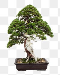 Bonsai tree in pot png collage element, transparent background