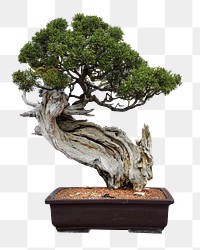 Bonsai tree in pot png collage element, transparent background