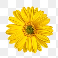 Yellow daisy png collage element, transparent background