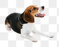 Png Beagle dog pet element, transparent background