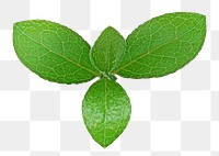 Leaf png collage element, transparent background