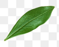 Leaf png collage element, transparent background