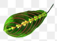 Maranta leaf png collage element, transparent background