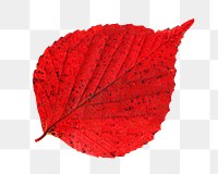 Autumn leaf png collage element, transparent background