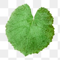 Green leaf png collage element, transparent background