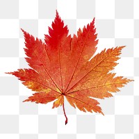 Orange maple leaf png collage element, transparent background