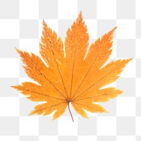 Autumn leaf png collage element, transparent background