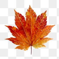 Autumn leaf png collage element, transparent background