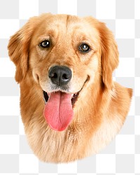 PNG golden retriever dog,, collage element, transparent background