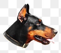 Doberman dog png, transparent background