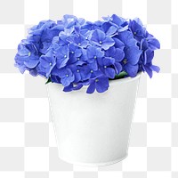 Blue hydrangea png flower, transparent background