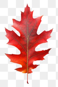 PNG Red oak autumn leaf collage element, transparent background