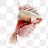 PNG  betta fish  animal, collage element, transparent background