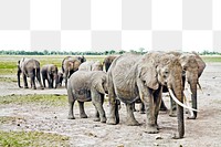 PNG Elephant, collage element, transparent background