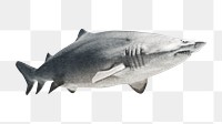 PNG shark, collage element, transparent background