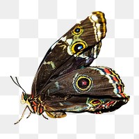 Owl butterfly png collage element, transparent background
