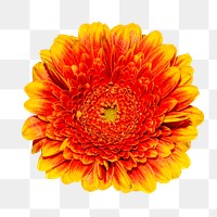 Orange gerbera daisy png collage element, transparent background