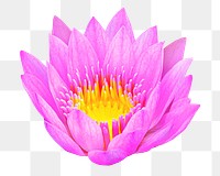 Pink lotus png collage element, transparent background