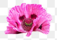 Pink flower png collage element, transparent background