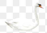 Mute swan png collage element, transparent background