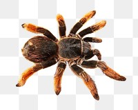 Spider png collage element, transparent background