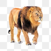 Png lion walking element, transparent background