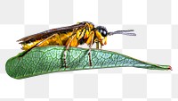 Sawflies insect  png, transparent background