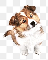 Icelandic sheepdog png, transparent background