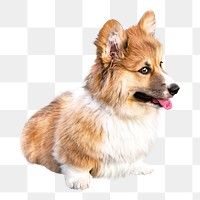 Corgi puppy png, transparent background