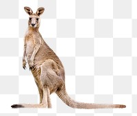 PNG Kangaroo collage element, transparent background