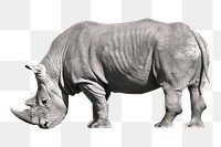 PNG Rhinoceros collage element, transparent background