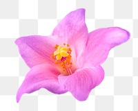 Pink flower, collage element, transparent background.