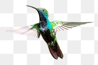Hummingbird png, transparent background