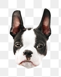 Boston Terrier dog png collage element, transparent background